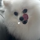 슈퍼포우 허니볼 간식, 꿀단지 허니팟 노즈워크 내돈내산 후기