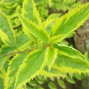 개나리농장 이미지