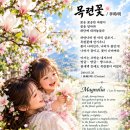 목련꽃(Magnolia) 이미지
