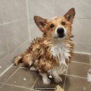 벨하이솝 | 목욕 자주 하는 게 걱정된다면 천연비누로! 벨하이솝 '후코베리솝' 후기