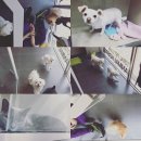 미사마이펫 이미지