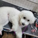 개꿀이발소 이미지