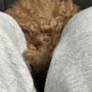 겨울다운
