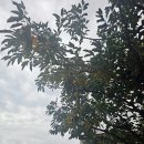 핑크커피숍 - 남구 | [천안]성거 MA MERE(마메르) 커피숍 방문후기