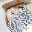 키티앤퍼피 | 강아지 인졸미의 첫 관절영양제 개껌 모양 조인트펫츄