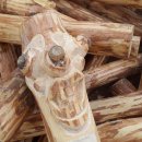 산림놀이 이미지