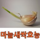 마늘새싹 효능 알아볼까요?.. 이미지