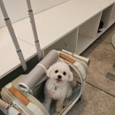 토리펫 | 내돈내산 토리아띠 펫 캐리어 다견가정캐리어유모차 간편한 강아지 유모차 추천 후기