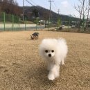 위드유애견 이미지