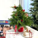 [04/20] 프리저브드 플라워 미니센터피스 - 원데이 클래스 | 달동 &#39;크리스마스 트리&amp;리스 만들기 / 플라워 원데이클래스&#39; // 기업&amp;학교 외부출강 가능한 곳! 미리...