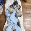 붕붕 소프트 | 강아지 패딩 | 쏘오옥 아이덴티티 스노우커버롤 내돈내산 후기