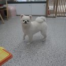 똥강아지 애견샵 이미지