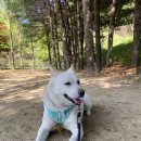 스테이 밭 | 포천 독채 애견동반 가능 , 대형견 가능, 스테이 밭,토마토 후기