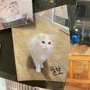 코니베니 이미지