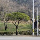 쌍봉로새터로 이미지