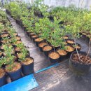 풍악농장 이미지