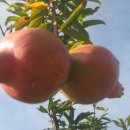 서상(남) 이미지