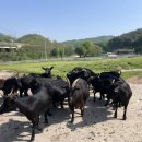 한솔 흑염소 이미지