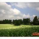 메밀꽃 필 무렵 이미지