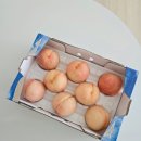 오리온온열찜질 | 코스트코 장보기 재구매 추천상품