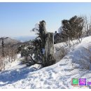 고목 - 창원시 성산구 | 고목