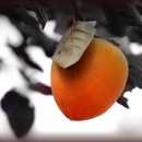 대봉축산 이미지