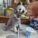 안견로(중로1-2) | 관저동 카페 추천 테라스가예쁜 유럽감성카페 [카페로드뷰] 디저트맛집 내돈내산 솔직후기