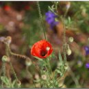 몬티첼로 이미지