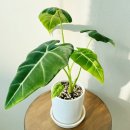 알로카시아 이미지