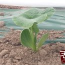 뿌리 농장 이미지
