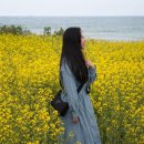 슬도주차장화장실 | 26년 4월 1일 울산 슬도 유채꽃 현황과 주차장꿀팁