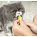차오펫(ciao pet) 네이버블로그