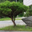 충북고추 Daum카페