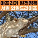 동아프리카 세미패키지 후기 | 스마일로드 여행 코스 + 서벌 와일드라이프 롯지 1박