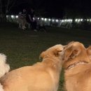 개덩이네 하우스 이미지