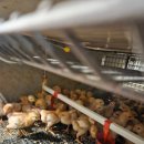 귀래농장 이미지