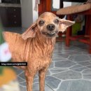 Wellness clinic 동물병원 | 태국 코사무이 동물병원 | 강아지 스케일링 3차 &amp; 종양 제거 수술