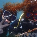 다이브스테이 이미지