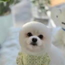 멍테일즈 이미지