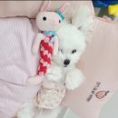 마미펫살롱 이미지