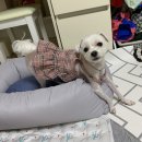 러블리(Lovely) 강아지