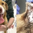 꼬리 흔드는 강아지 이미지