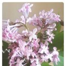 요수정옆 이미지