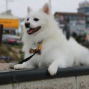 바보형제쭈꾸미 이미지