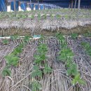 수삼랜드 이미지