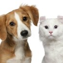 닥터 전 동물병원 이미지