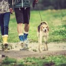 리틀쥬동물의료원 이미지