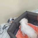 잘살개(J·DOG) 이미지