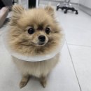 메리 동물병원 이미지