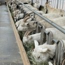 동원목장 이미지